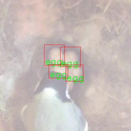 Detection of eggs in the nest