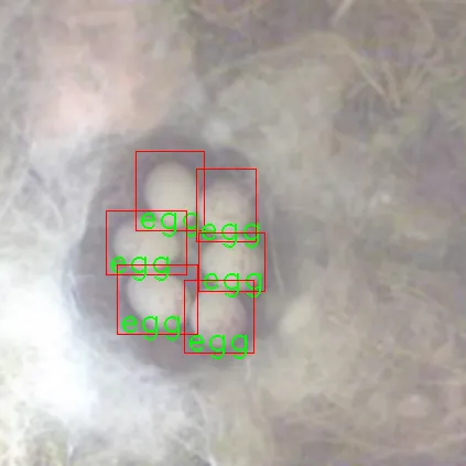 Detection of eggs in the nest