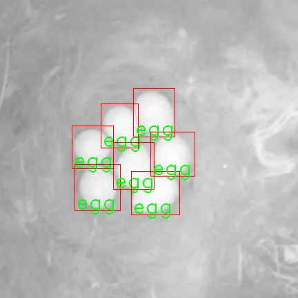 Detection of eggs in the nest