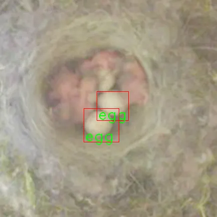 Detection of eggs in the nest