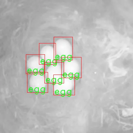 Detection of eggs in the nest